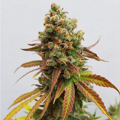 Special Queen #1 Cannabis seeds