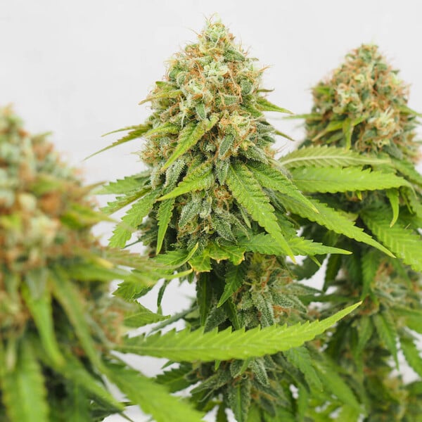 Royal Queen - Critical seeds