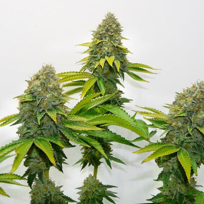 Royal Queen - O.G Kush