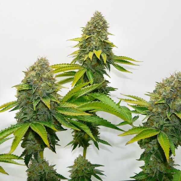 Royal Queen - O.G Kush